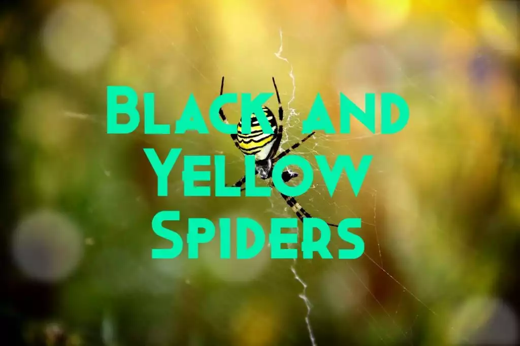 black and yellow spiders