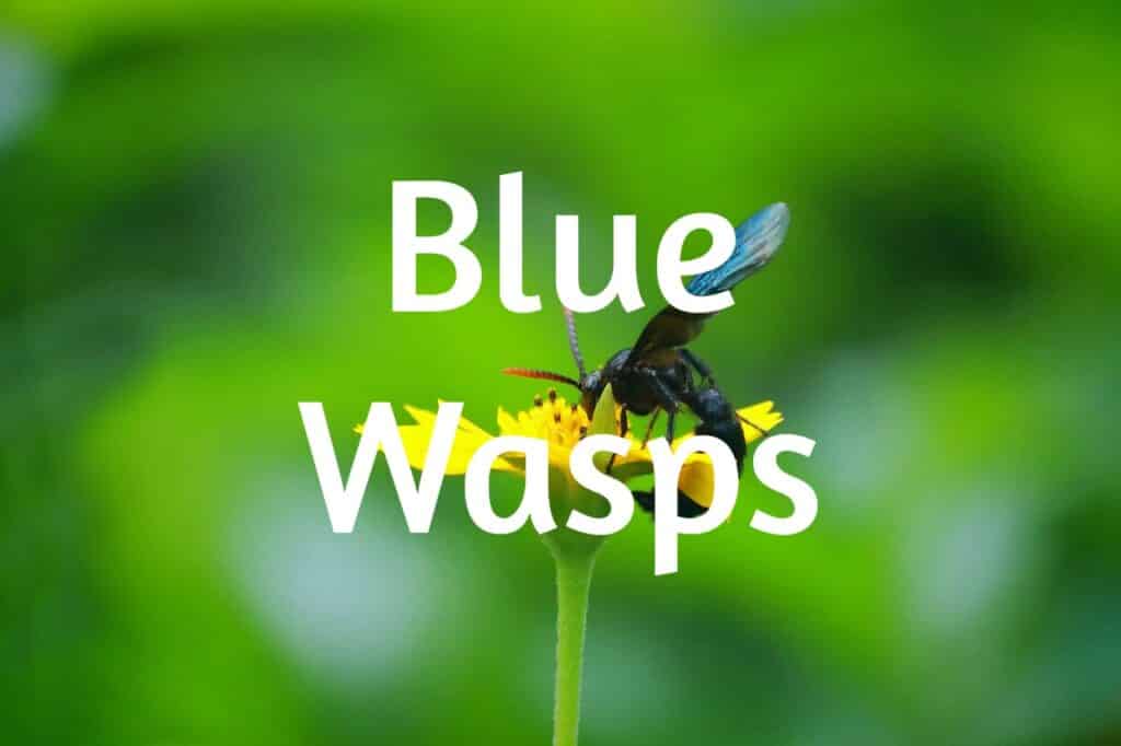 blue wasps