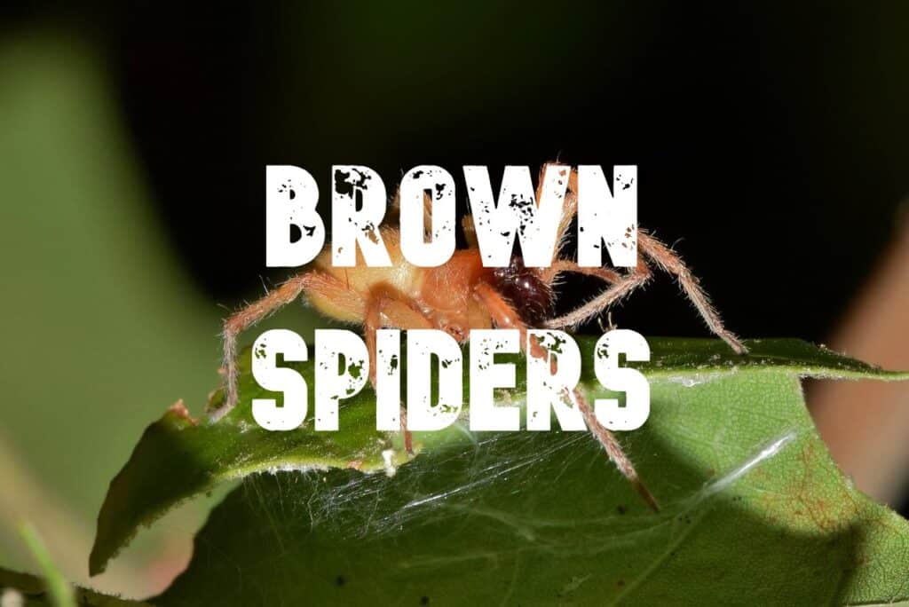 brown spiders