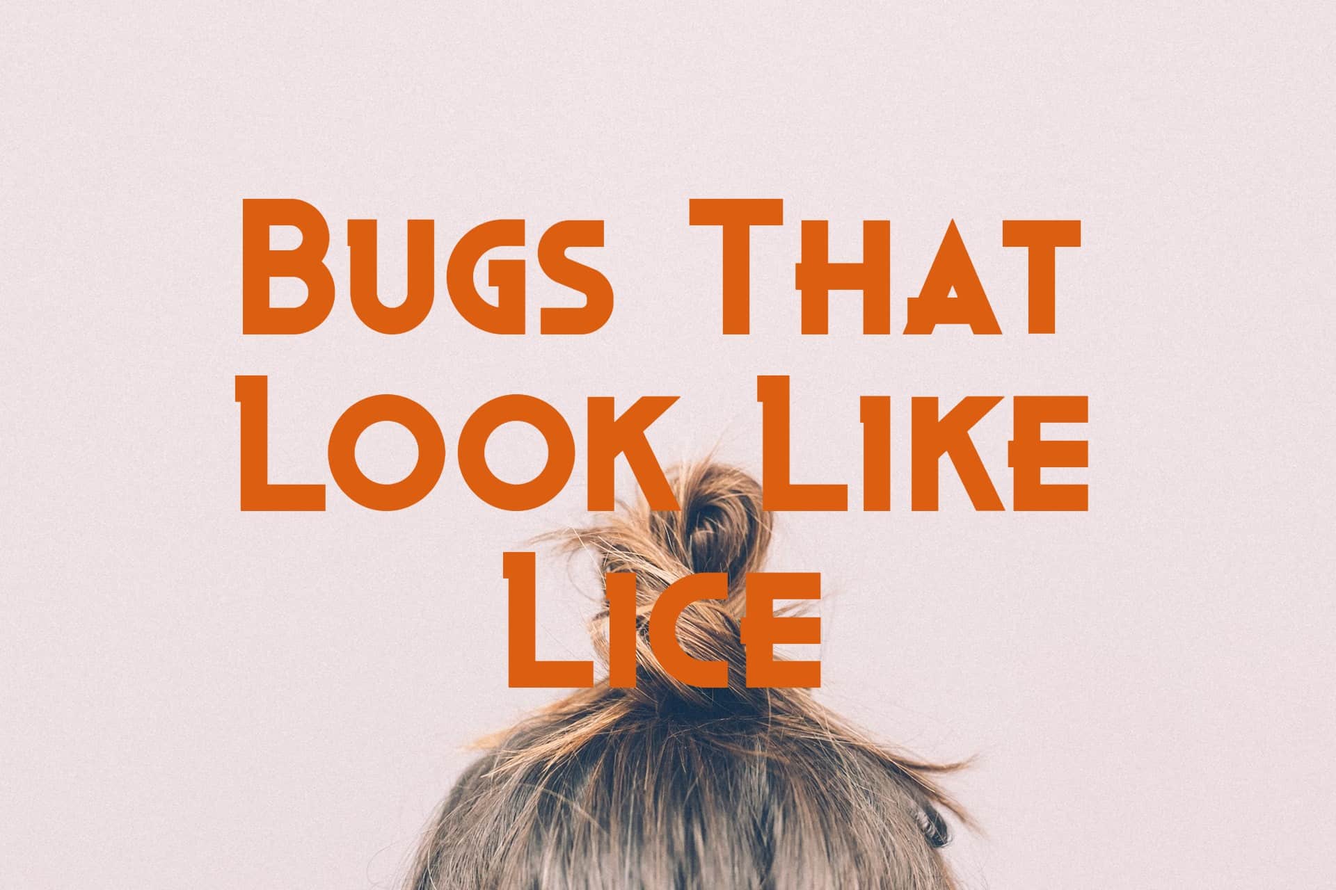 11 Bugs That Look Like Lice (But They Aren't)
