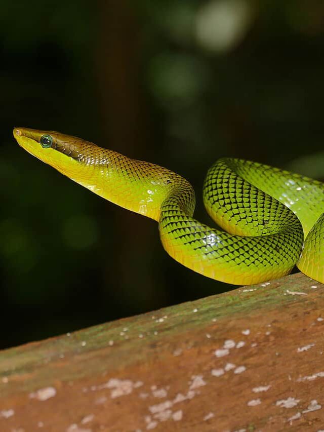 17 Black and Green Snakes (Pictures and Identification) - ThePetEnthusiast