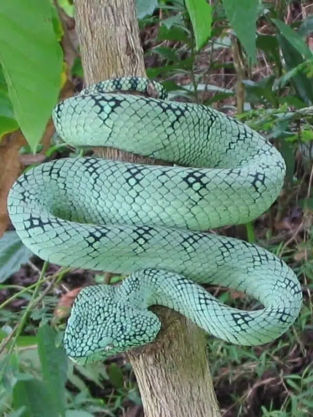 30 Snakes With Triangular Heads (with Pictures)