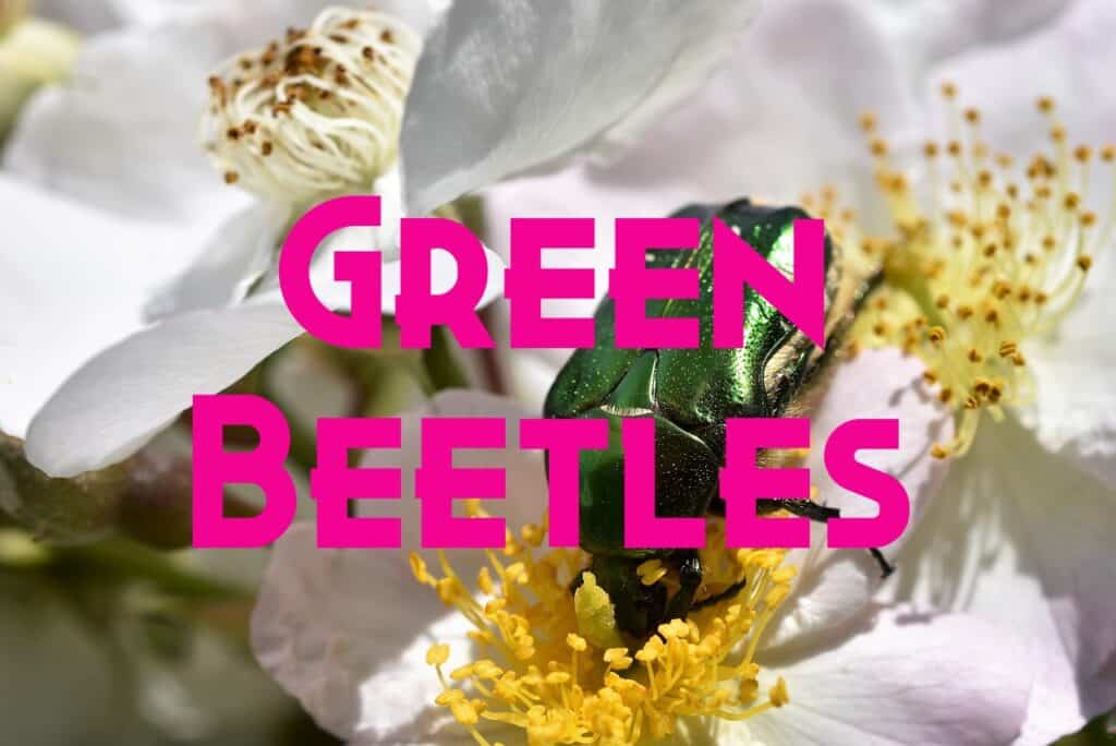 green beetles