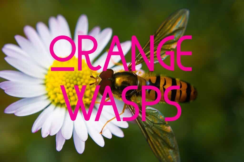 orange wasps