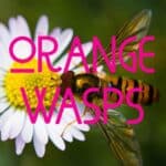 orange wasps