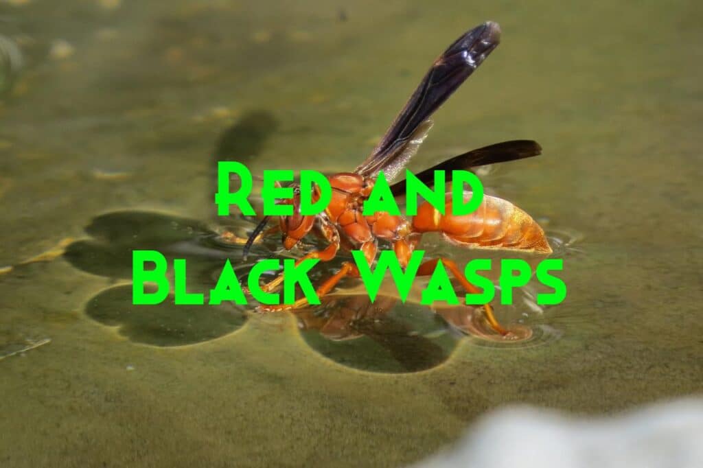 red and black wasps