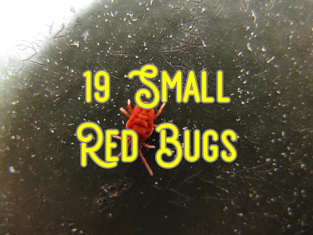 small red bugs