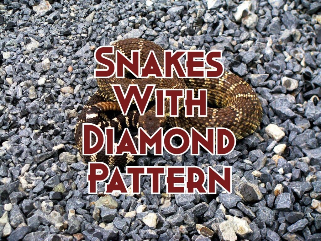 snakes with diamond pattern