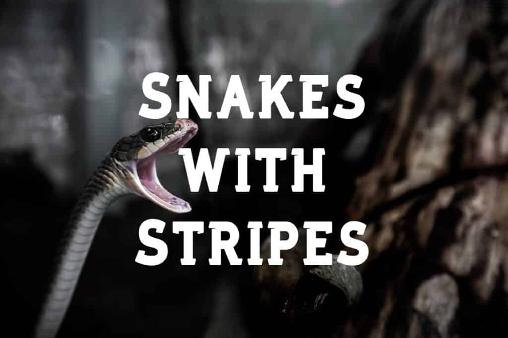 snakes with stripes