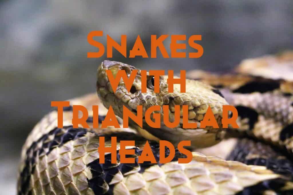 snakes with triangular diamond heads