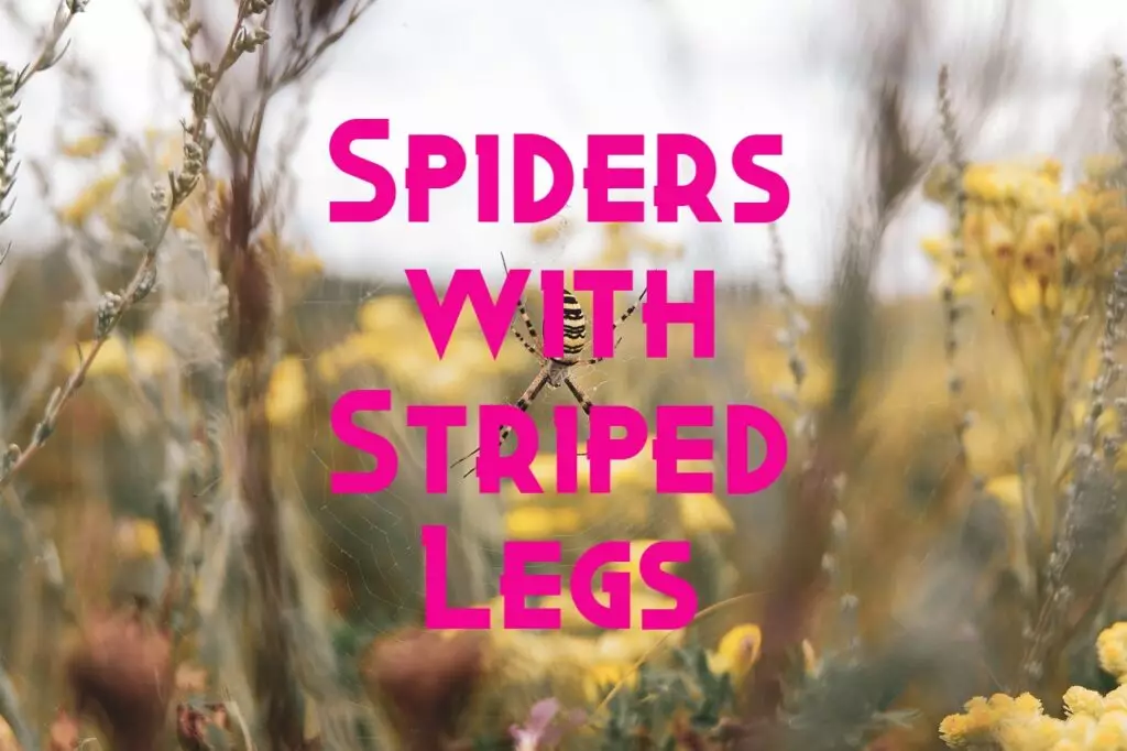 spiders with striped legs