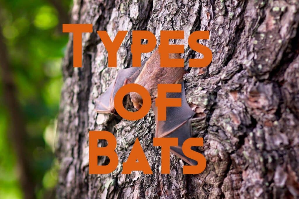 types of bats