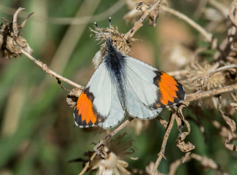 44 Common White Butterflies In The United States (with Pictures)