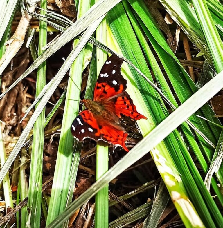 30 Black and Red Butterflies (Pictures and Identification)