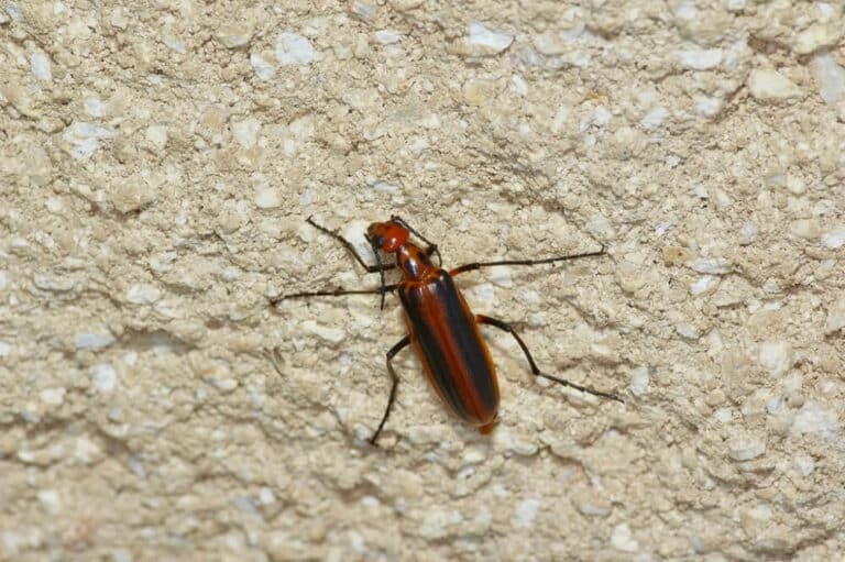36 Common Beetles With Stripes (Pictures And Identification)