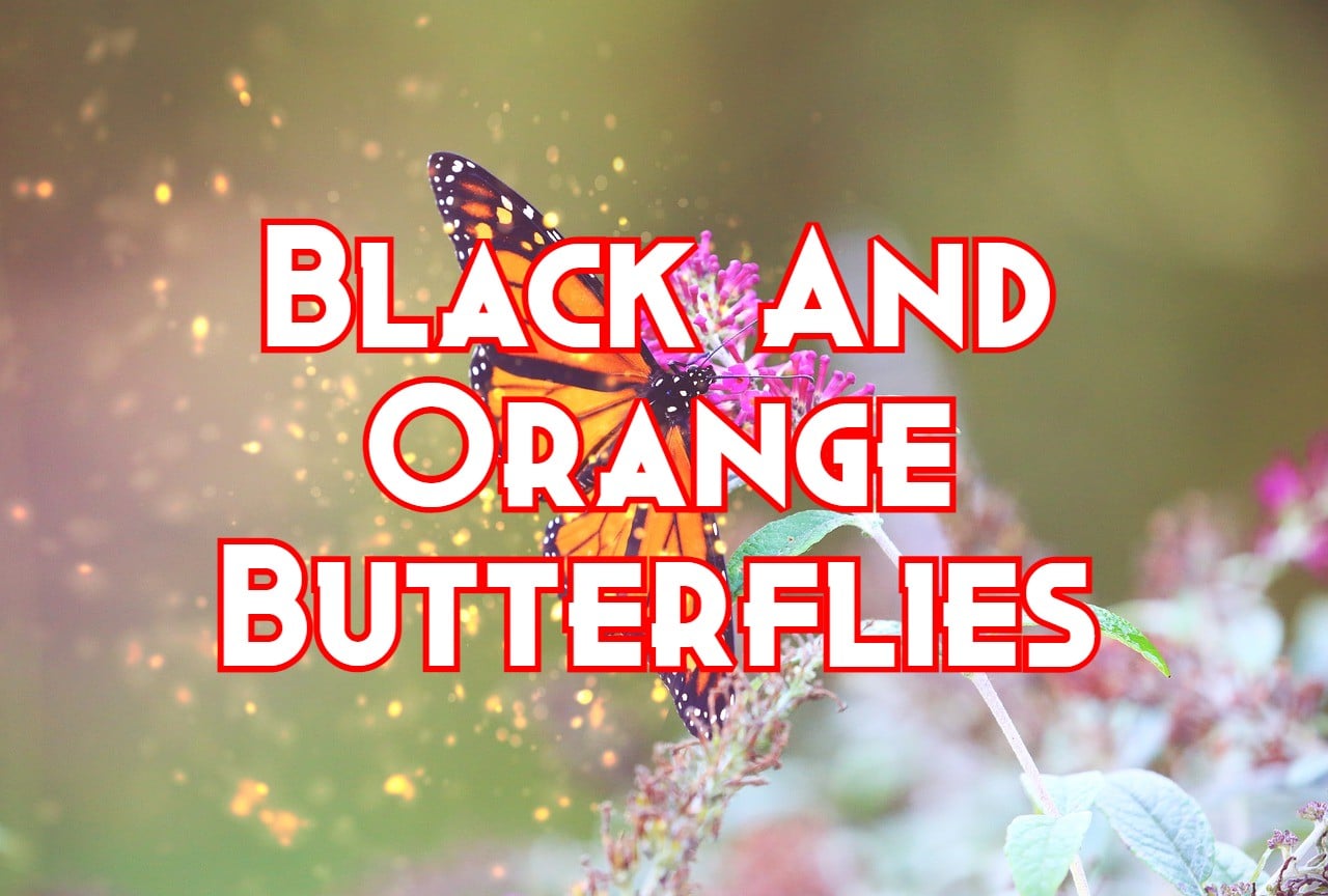 43 Black And Orange Butterflies Pictures And Identification   Black And Orange Butterflies 