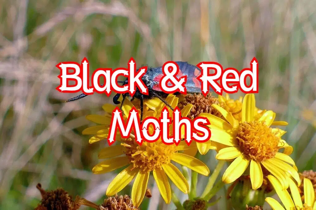 black and red moths