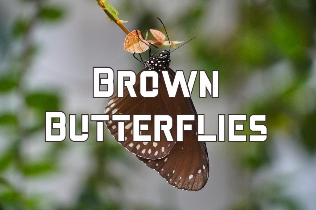 brown butterflies