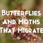 butterflies and moths that migrate