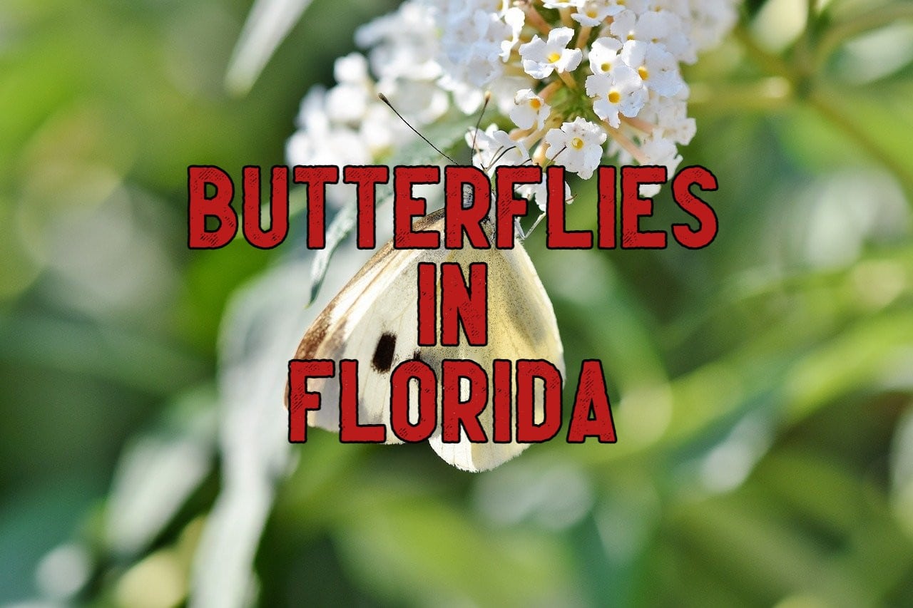 33 Common Butterflies In Florida Pictures And Identification 9248