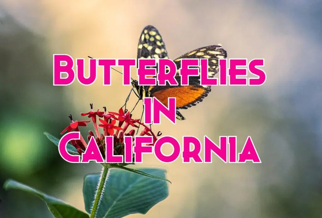butterflies in california