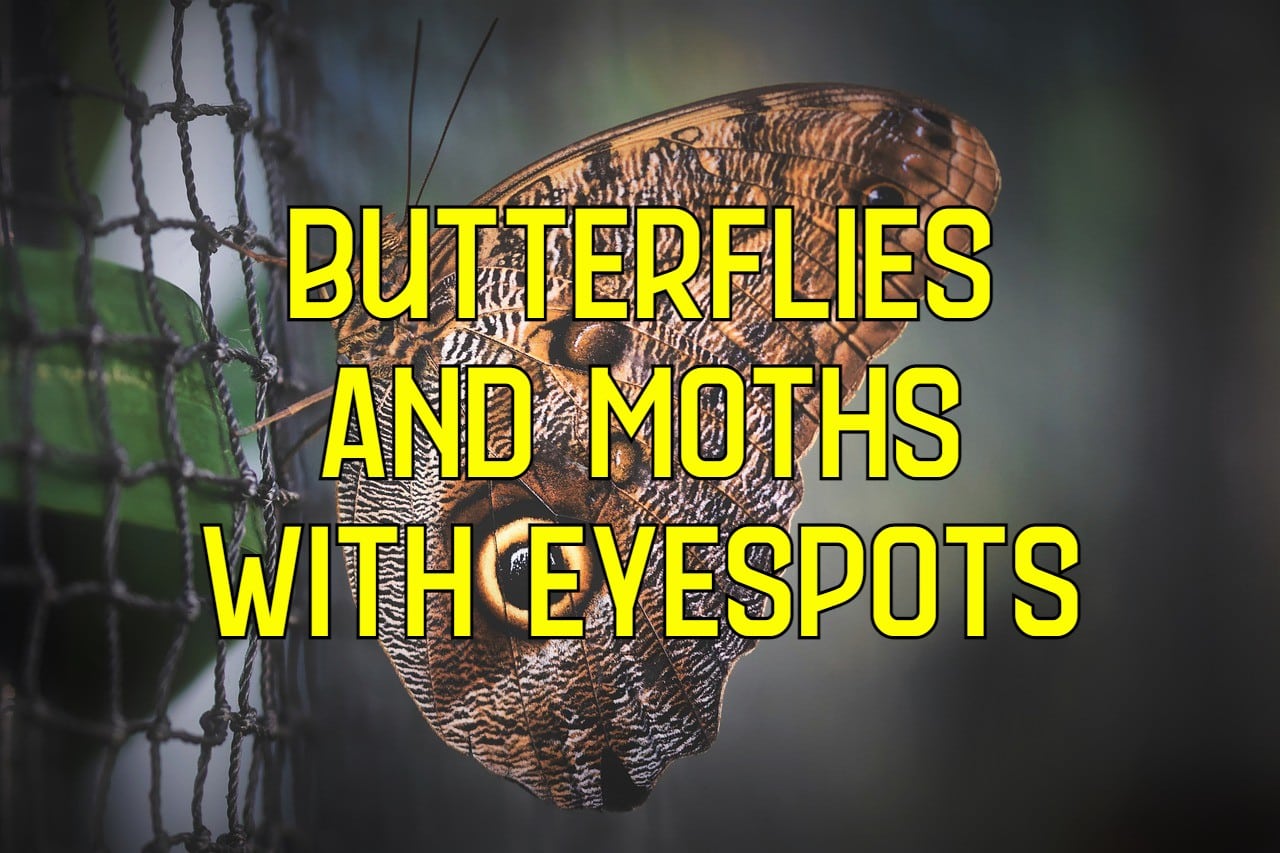 26 Butterflies and Moths with Eyes on Wings (with Pictures)