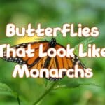 butterflies that look like monarchs