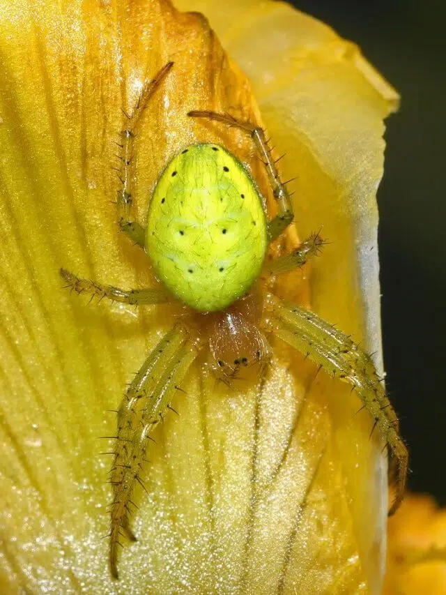 30 Common Green Spiders (with Pictures)