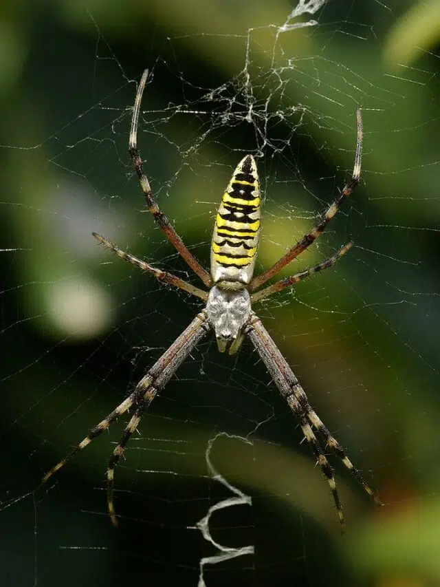 35 Spiders with Striped Legs (with Pictures)