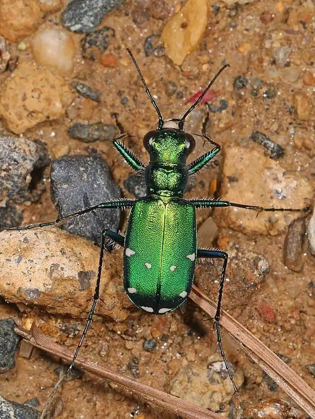 46 Types of Green Beetles (Pictures & Identification)