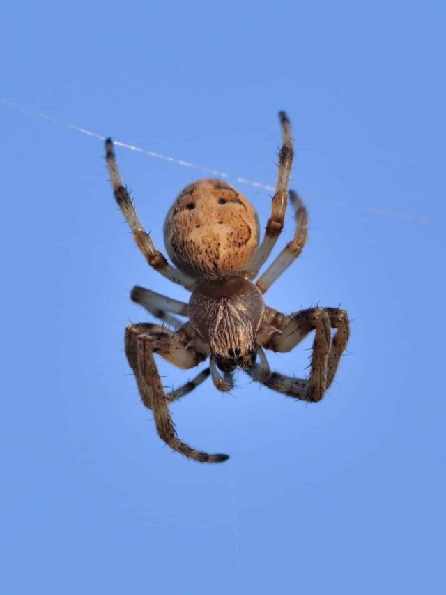 33 Brown Spiders In The United States - Thepetenthusiast