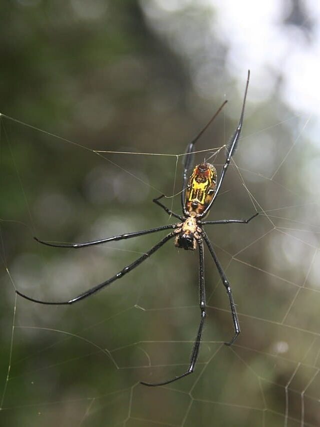 19 Black and Yellow Spiders (with Pictures)