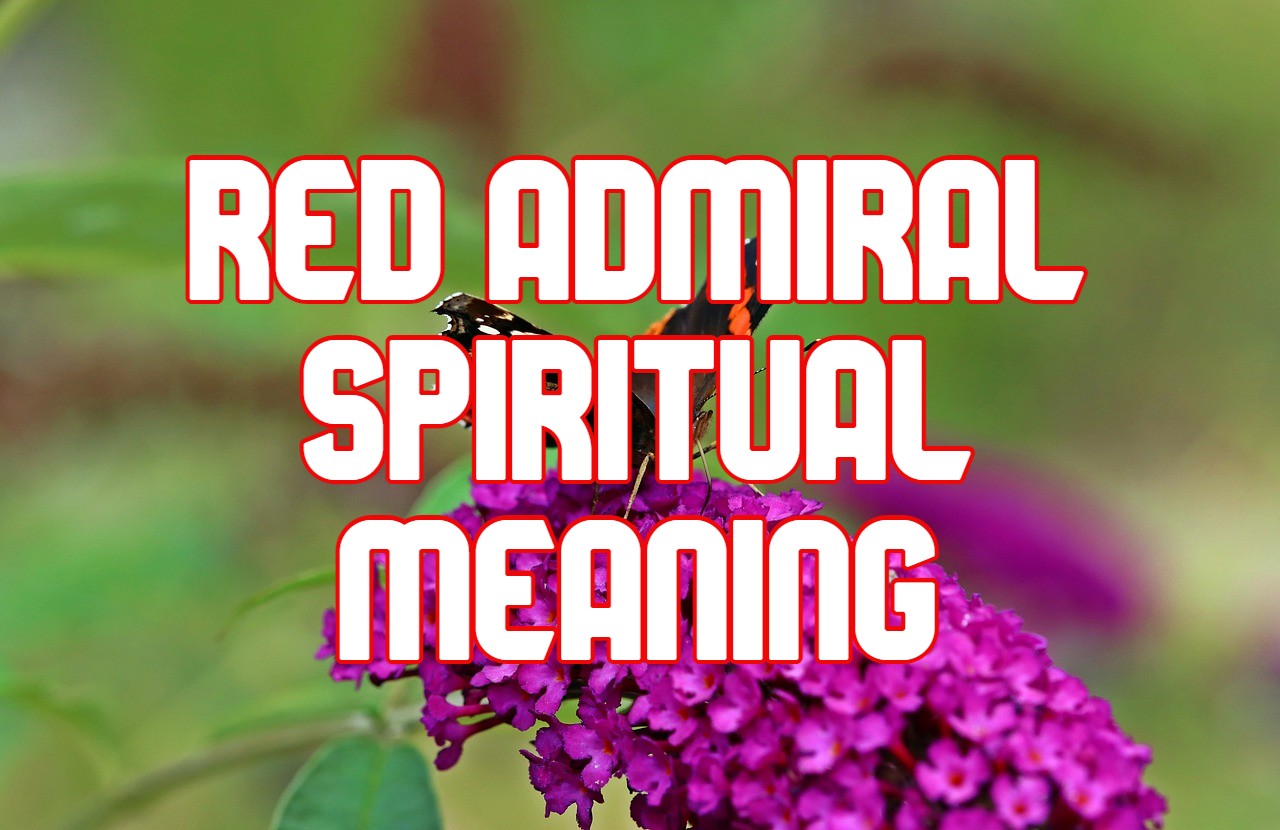 8 Red Admiral Butterfly Spiritual Meanings