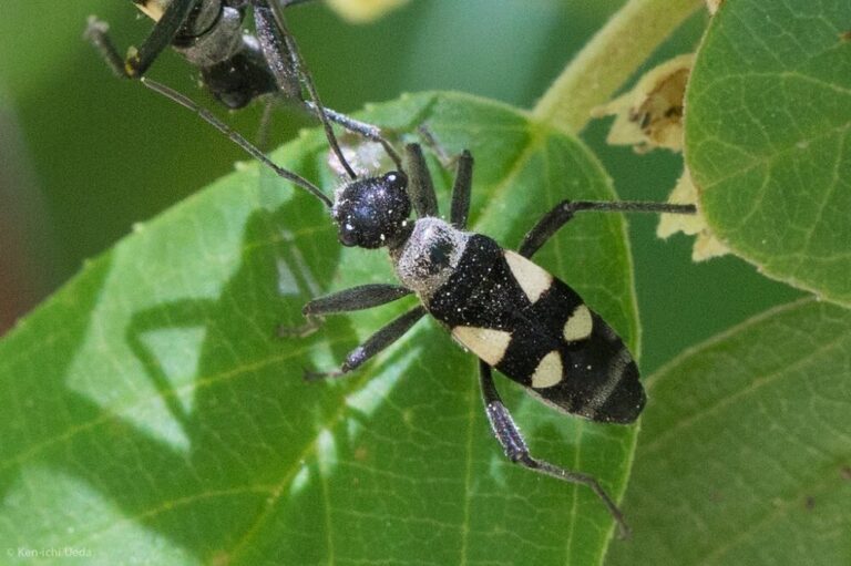 19 Black Bugs With White Spots Pictures And Identification