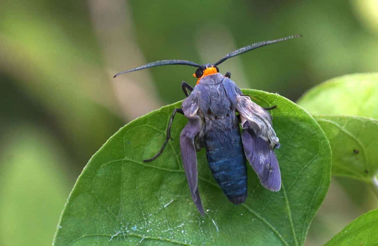 blue moths