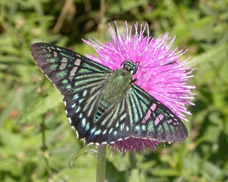 28 Amazing Green Butterflies (Pictures And IDentification)