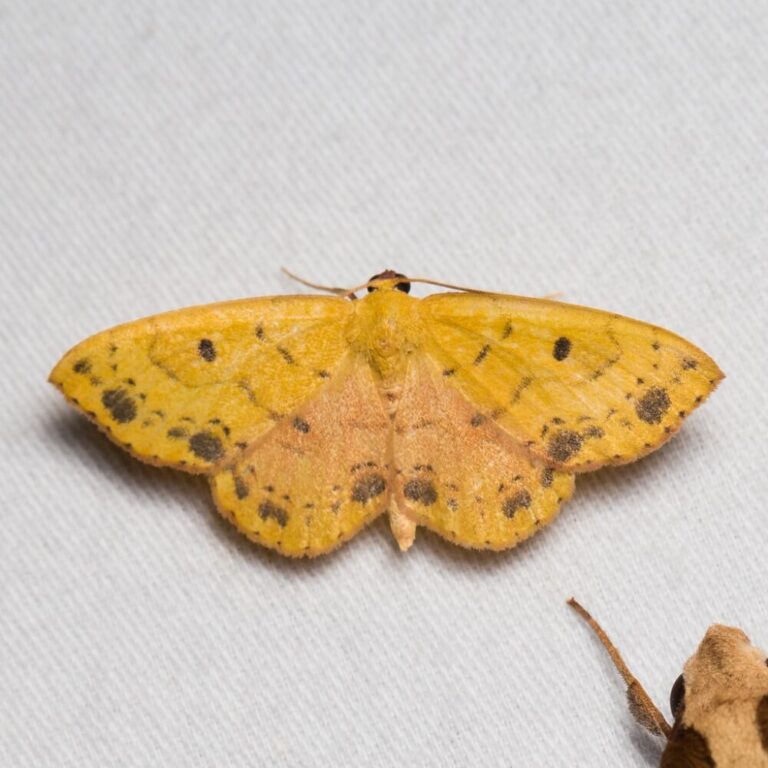 44 Types of Yellow Moths (Pictures And Identification)