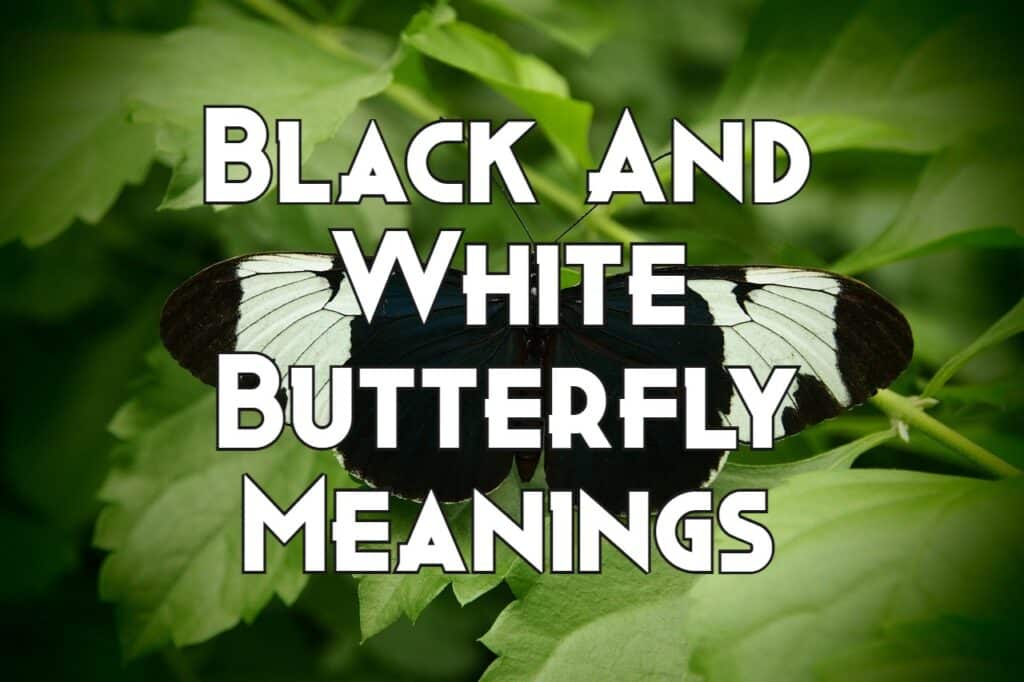 black and white butterfly meaning