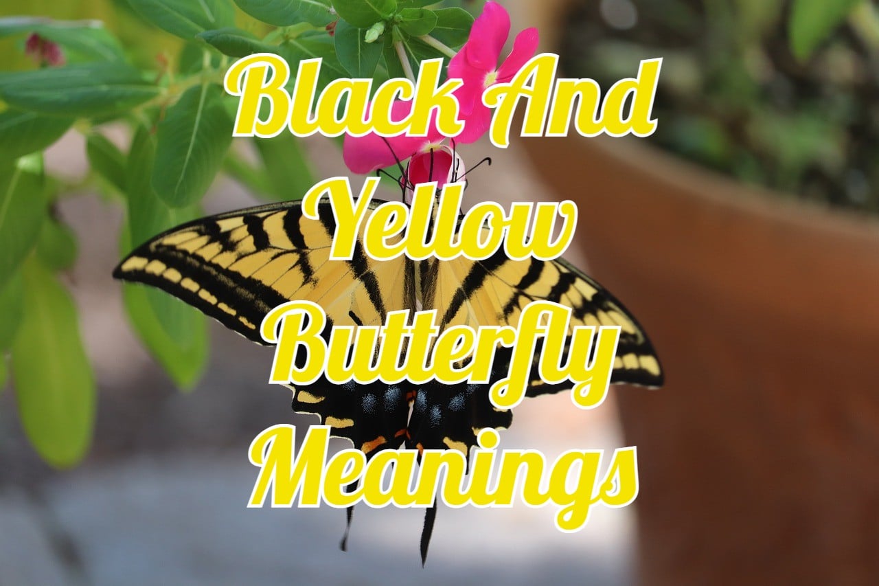 Black And Yellow Butterfly Meaning 