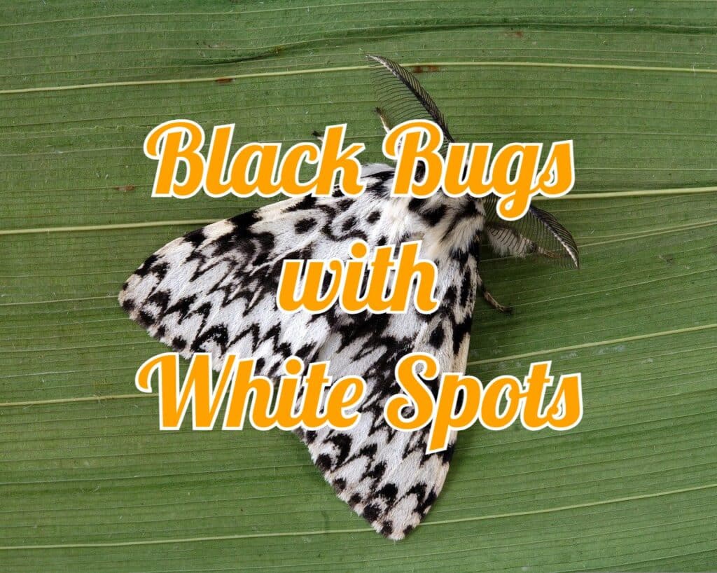 black bugs with white spots