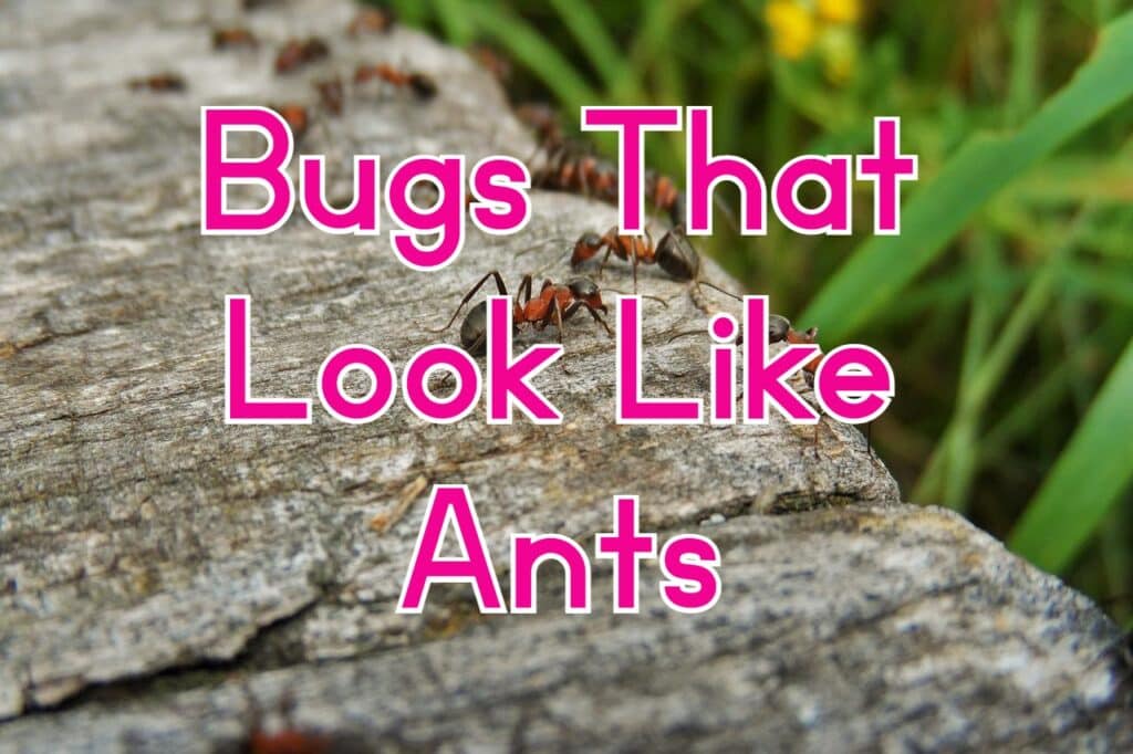 bugs that look like ants