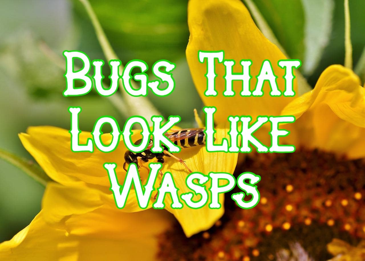 9 Bugs That Look Like Wasps (Pictures and Identification)