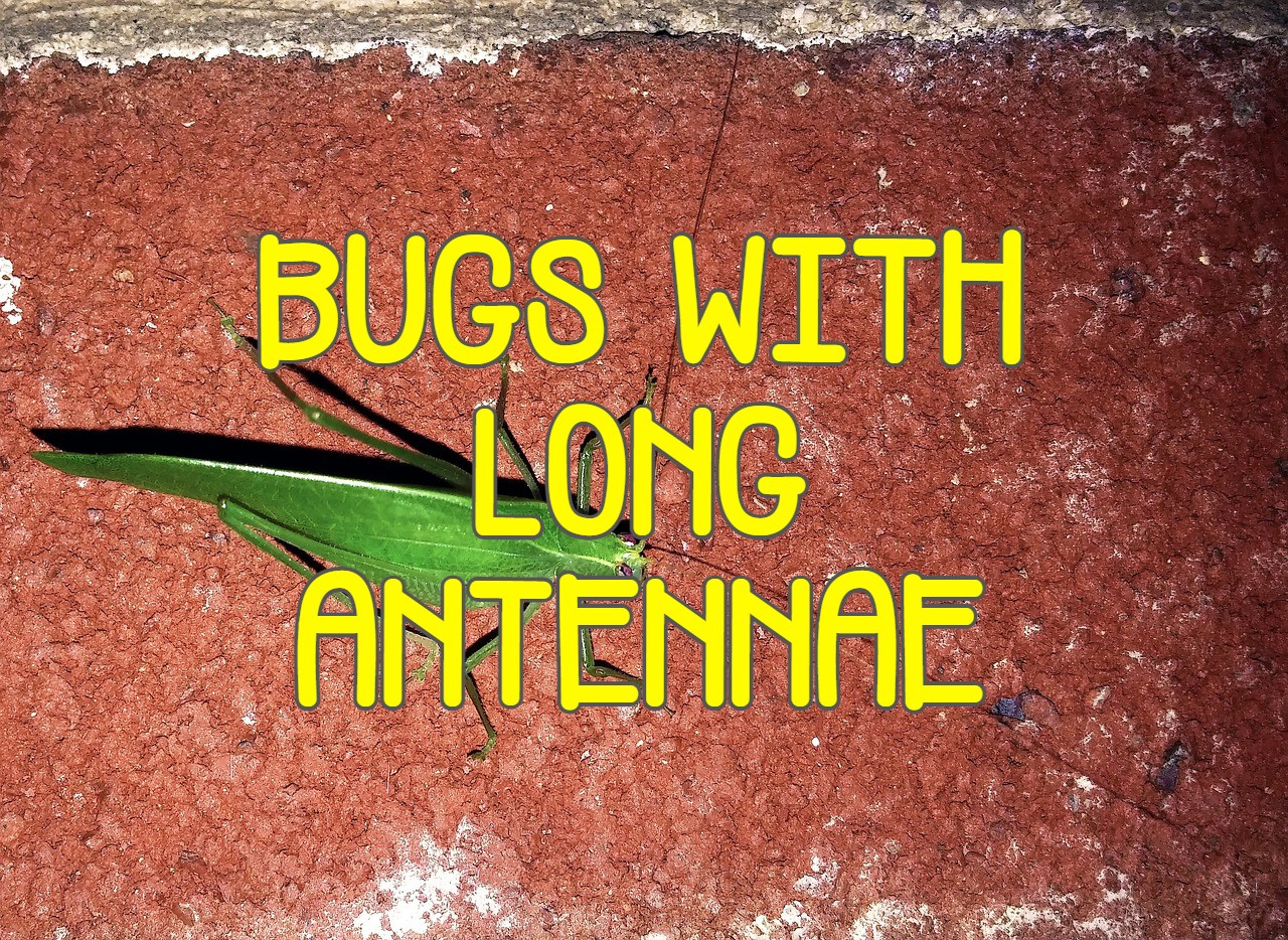 Bugs With Long Antennae 