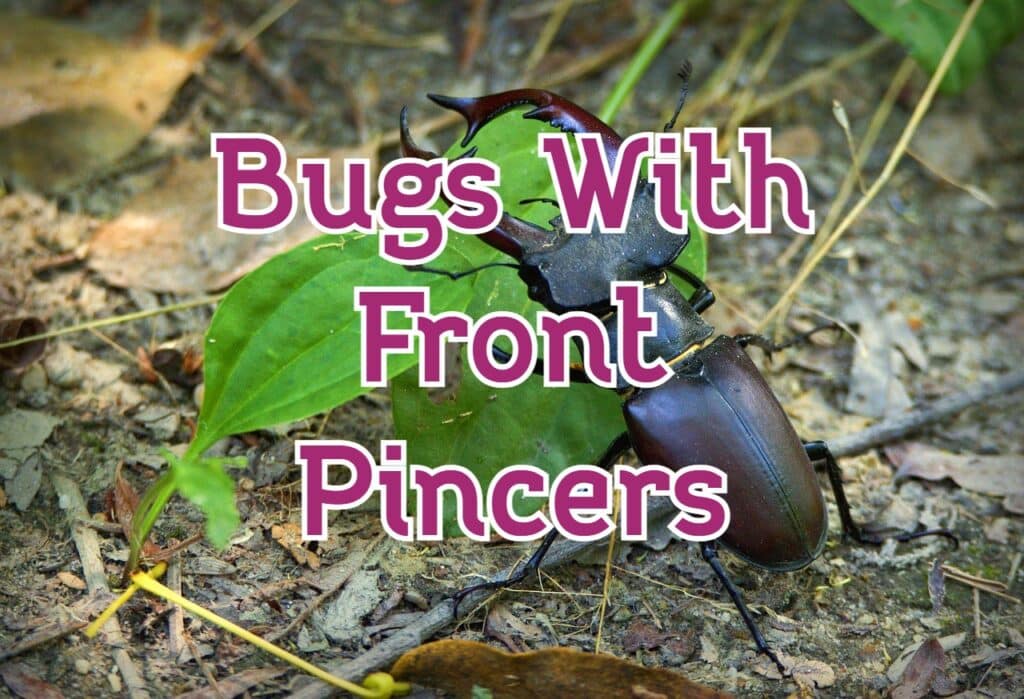 bugs with pincers in the front