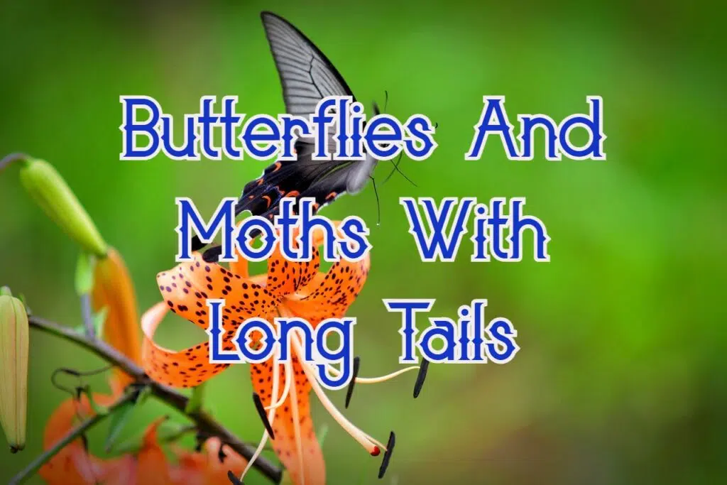 butterflies and moths with long tails