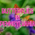 butterflies in Pennsylvania