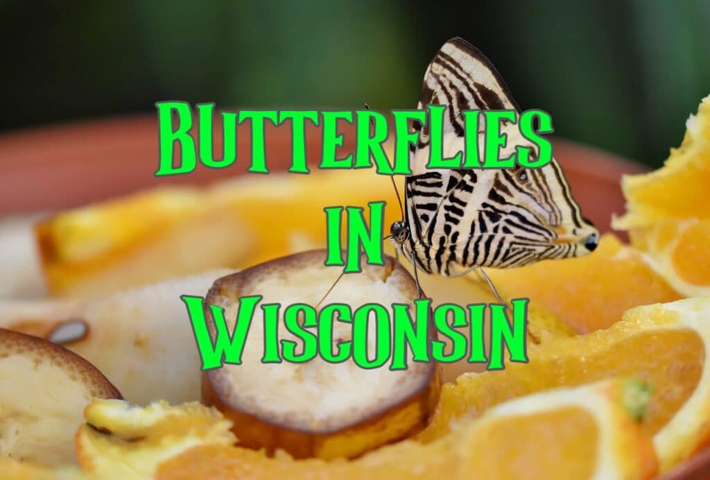 butterflies in Wisconsin