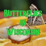butterflies in Wisconsin