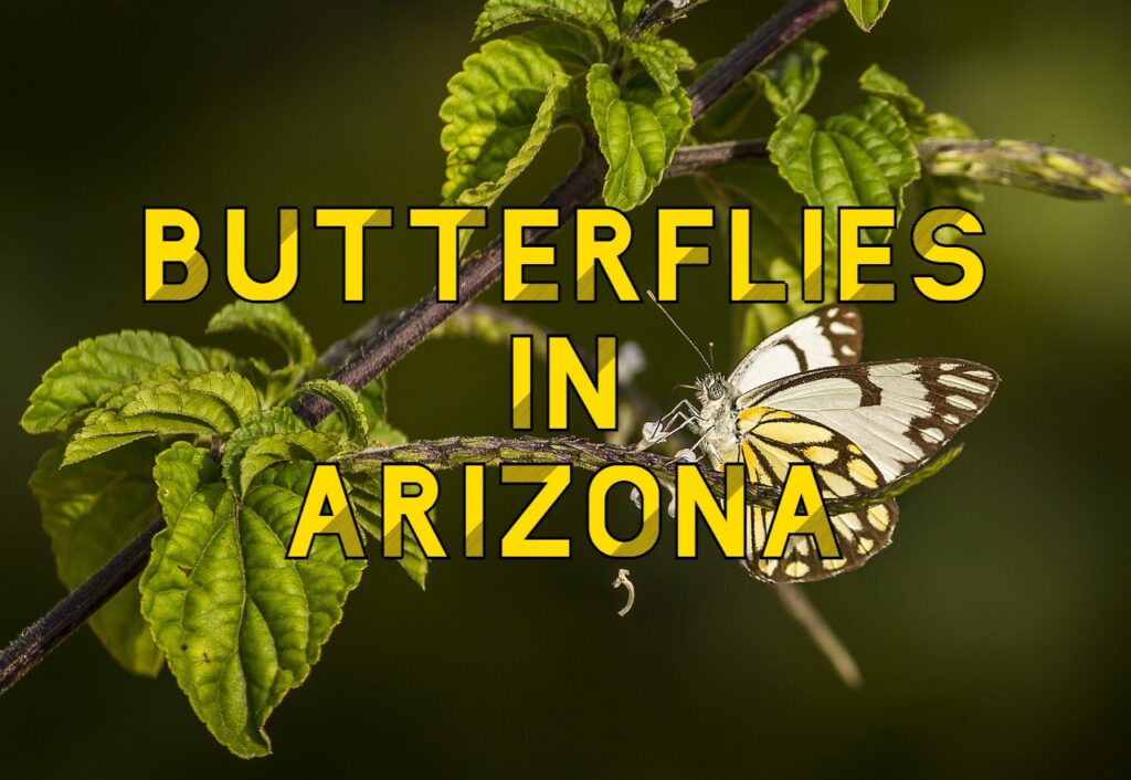 butterflies in arizona