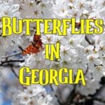 butterflies in georgia